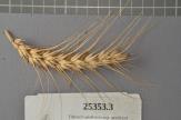 Click for 1 image(s) for this accession. Spike